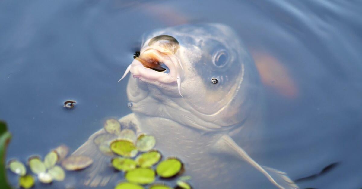 Świąteczny karp z Doliny Karpia – najważniejsze informacje